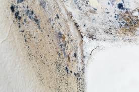 Best Black Mold Removal in Arcola, IL